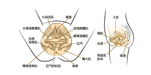 孕妇必须强化骨盆底肌肉