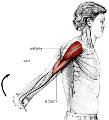 拉到的肌群 主要肌群:前三角肌.